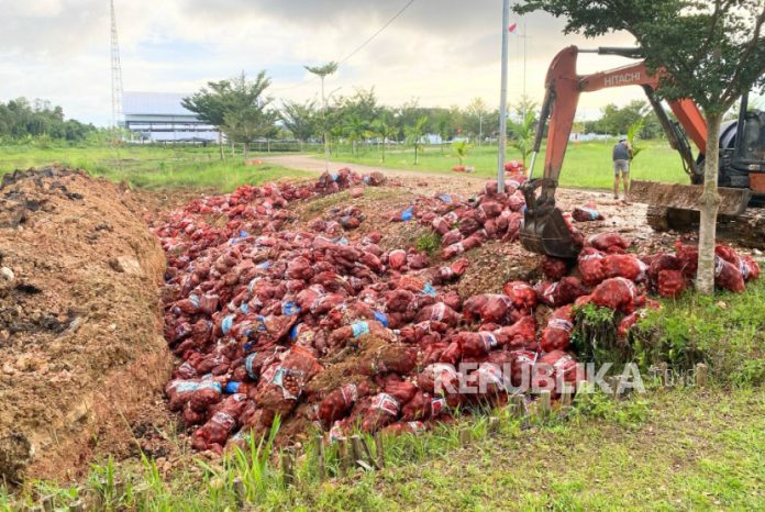 Bea Cukai Kalbagar Musnahkan 47 Ton Bawang Bombai Ilegal