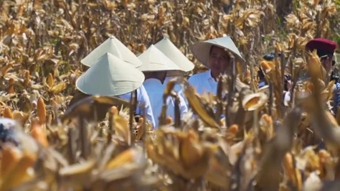 Indonesia Siap Ekspor 27 Ribu Ton Jagung pada Juni 2025